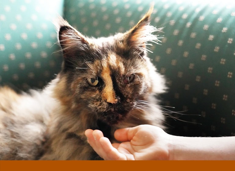 JuHiBo, Jugendhilfe Bockenem, WG Magnolienhof, Stationäre Hilfen, Katze