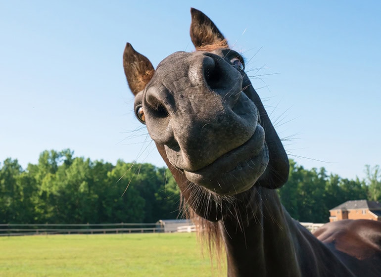 JuHiBo, Jugendhilfe Bockenem, Fundraising Team, Tiergestützte Pädagogik 2025
